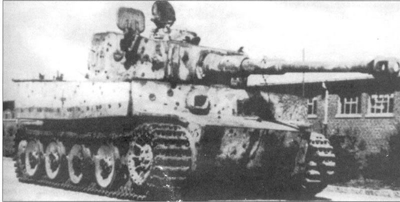 tiger.jpg
