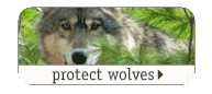 protect wolves