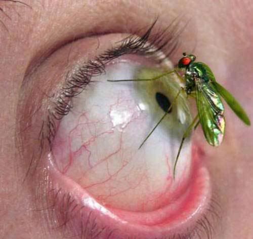 Ojos - Fotos Ojos - Fotos