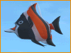Idol, Fish in Line