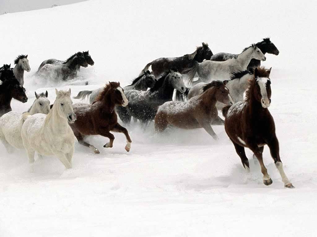 Wild Horses Snow Pictures, Images and Photos