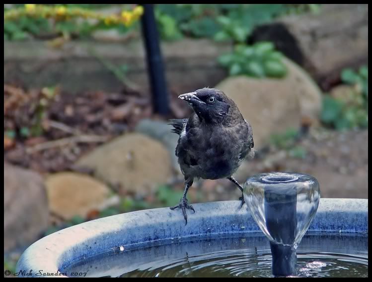 female common grackle. house common grackle common