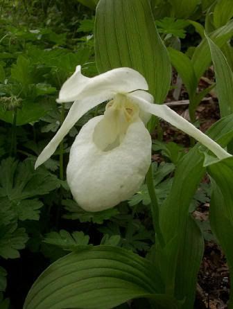 Cypripedium20macranthos20albaflorus.jpg