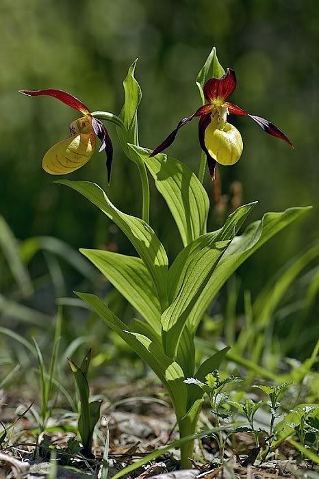 Cypripedium_calceolus_09.jpg