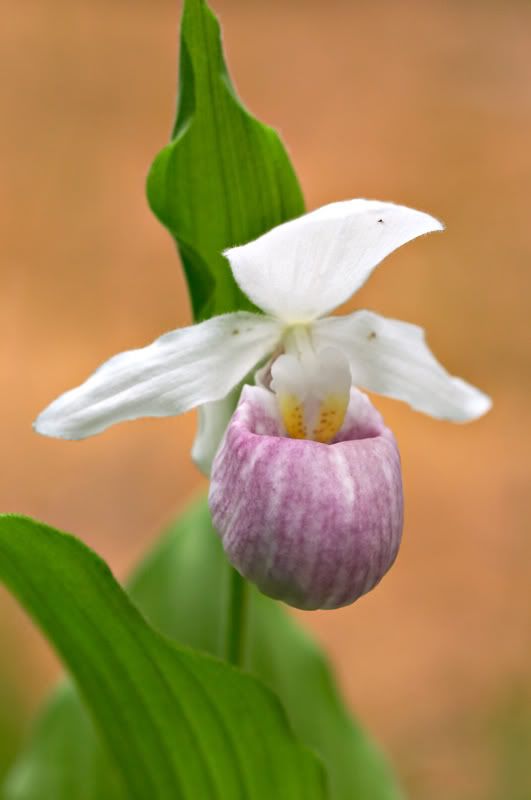 cypripedium_reginae.jpg