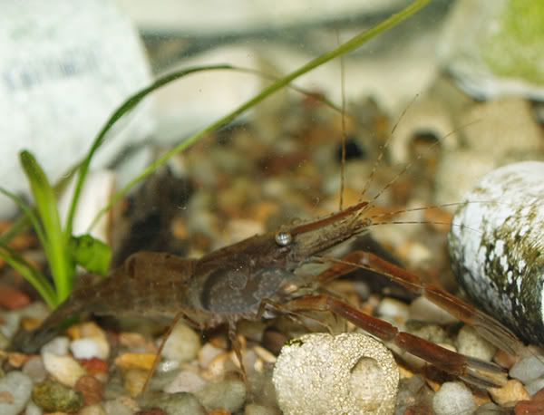 red claw shrimp