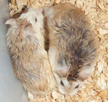 Pet Shop PETVN: Hamsters; Hedgehogs; Guinea Pig; Rabbit
