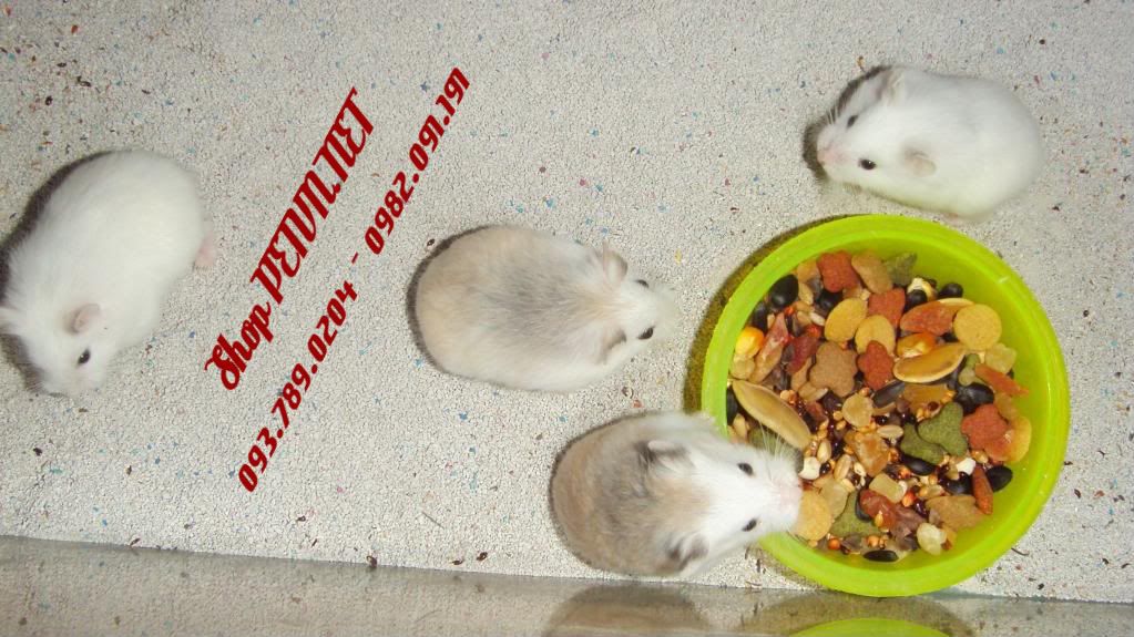 Pet Shop PETVN: Hamsters; Hedgehogs; Guinea Pig; Rabbit - 1