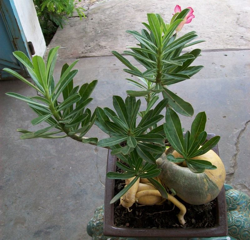 TẾT SẮP ĐẾN RỒI ... Ae vào khoe MAI nhé ... - 1