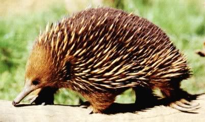 http://i181.photobucket.com/albums/x155/Despearex/echidna.jpg