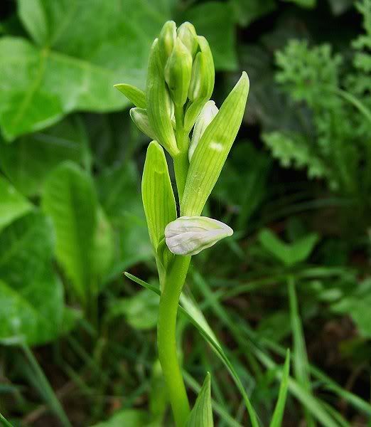 Bijenorchis, Ophrys apifera, in knop