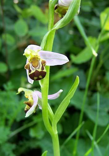 Ophrys apifera, bijenorchis