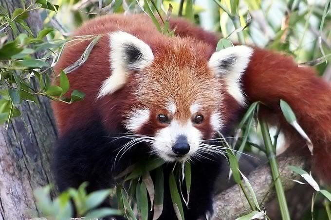 Красная панда - редчайший зверь (14 фото)