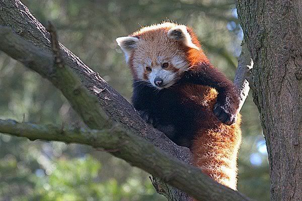 Красная панда - редчайший зверь (14 фото)