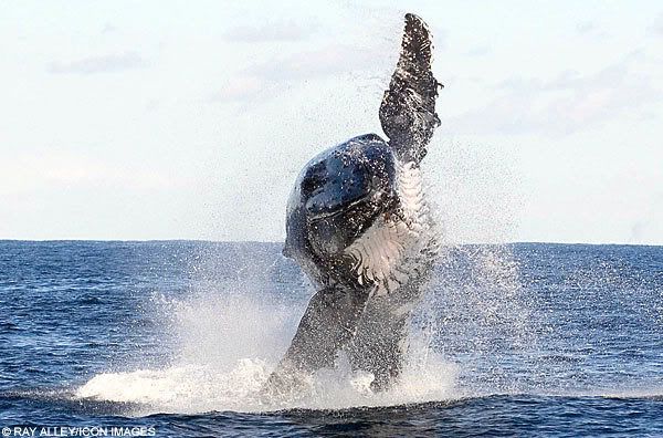 Летающий кит (3 фото)