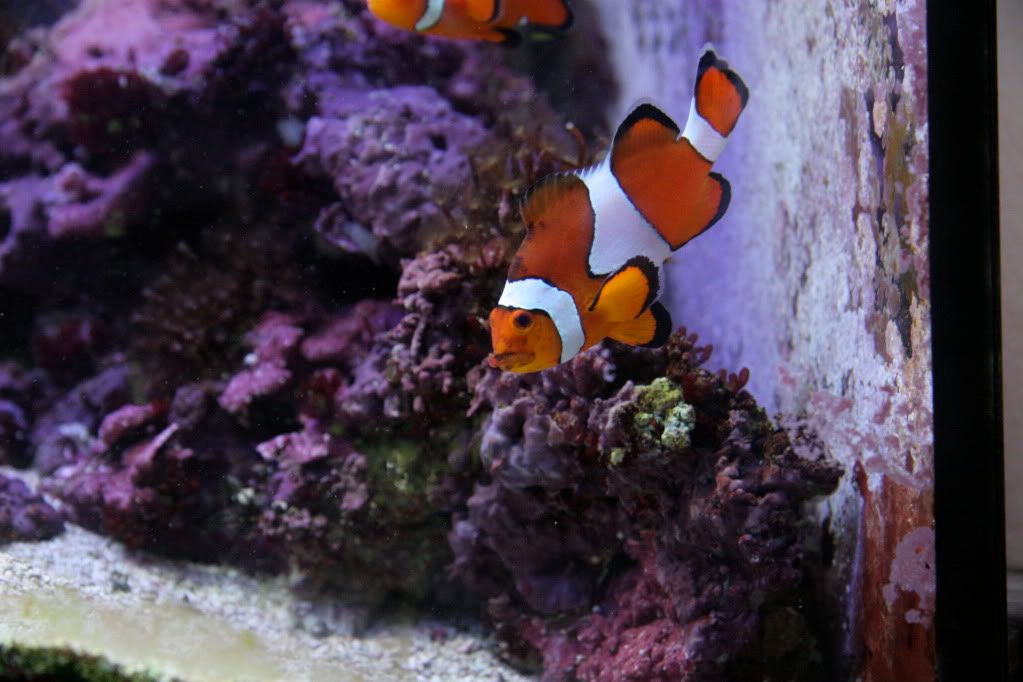 Carpet Anemone Id Needed Reef Central Online Community