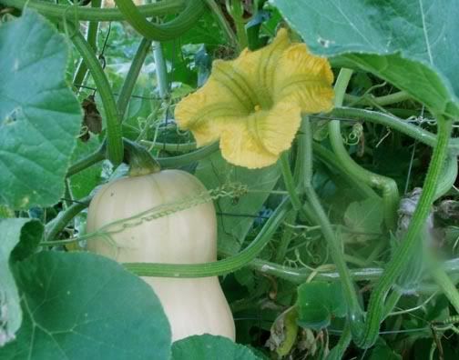 is two butternut plants.