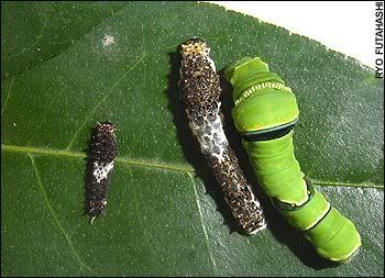 Caterpillar Camouflage