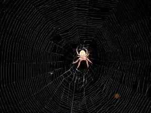 Sticky Spider Web For this web to catch its prey, it needs to have just the right amount of stickiness and strength. If all goes well for the spider, dinner will soon be served!