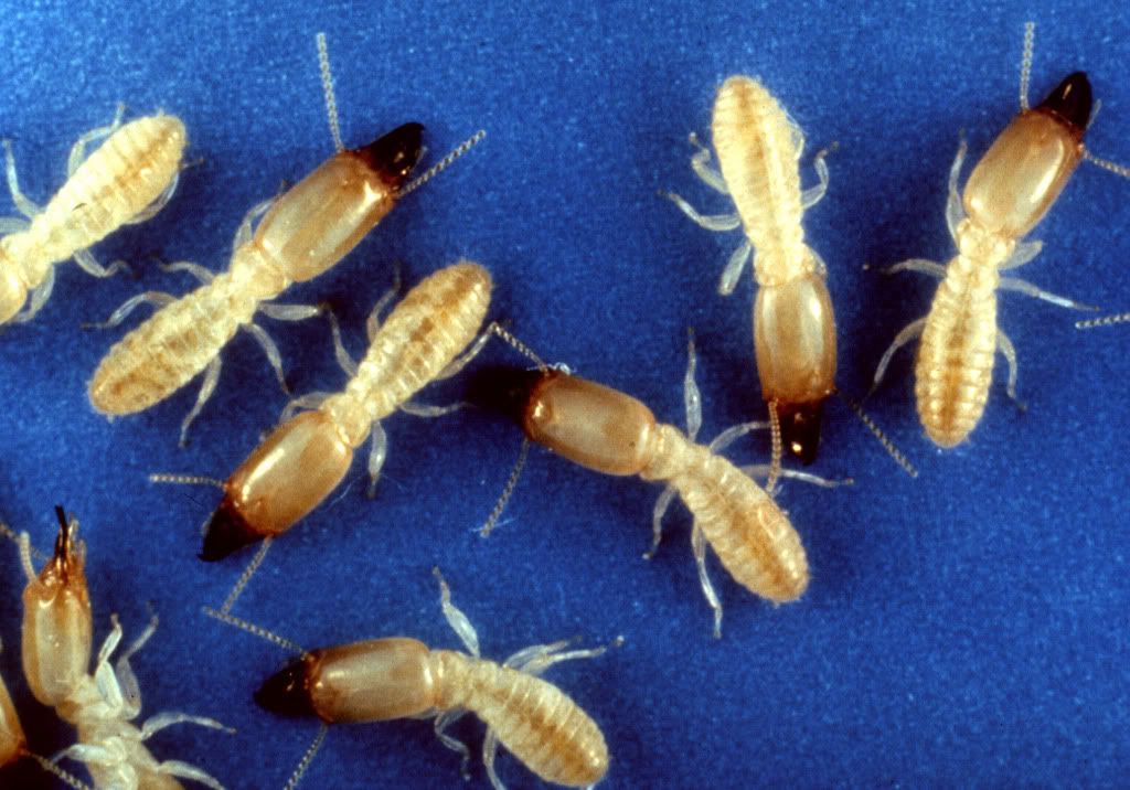 Termite.jpg image by weirdscience_photos