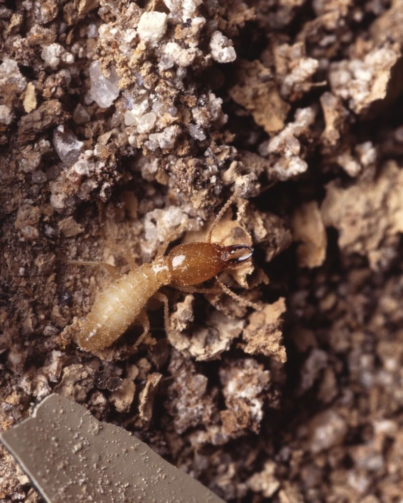 Termite2.jpg image by weirdscience_photos