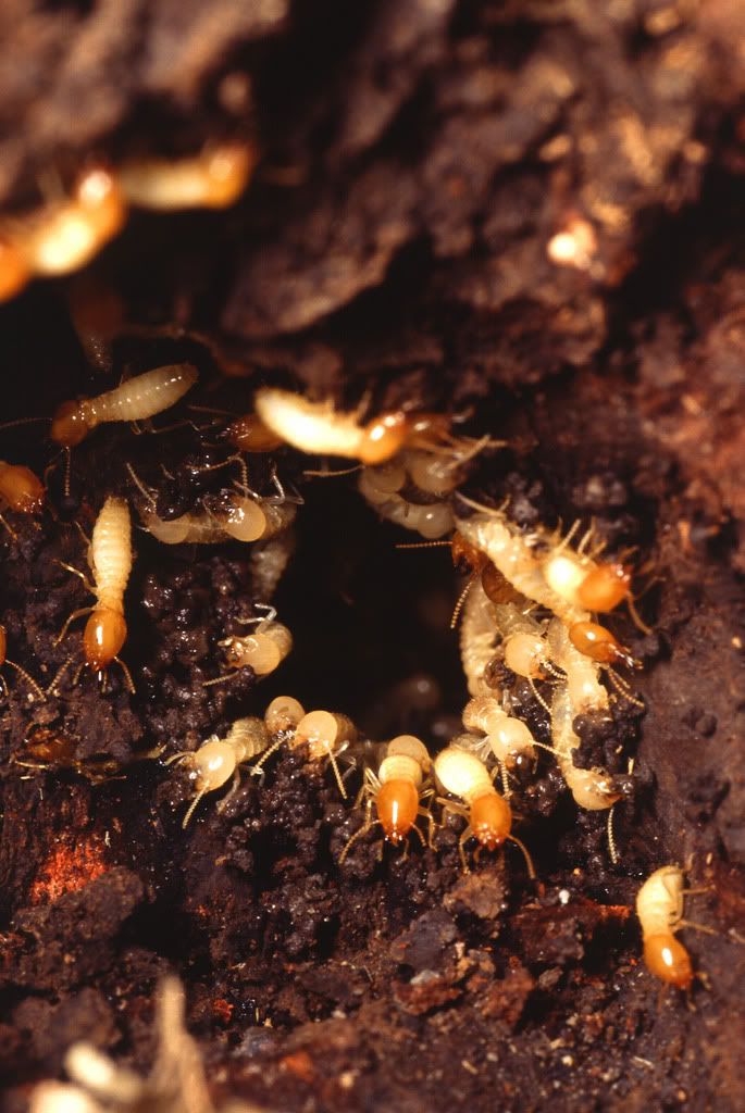 Termite3.jpg image by weirdscience_photos