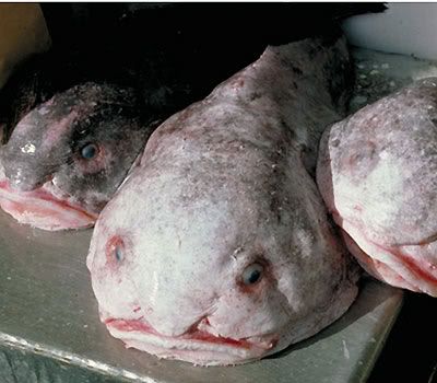 Three blobfish