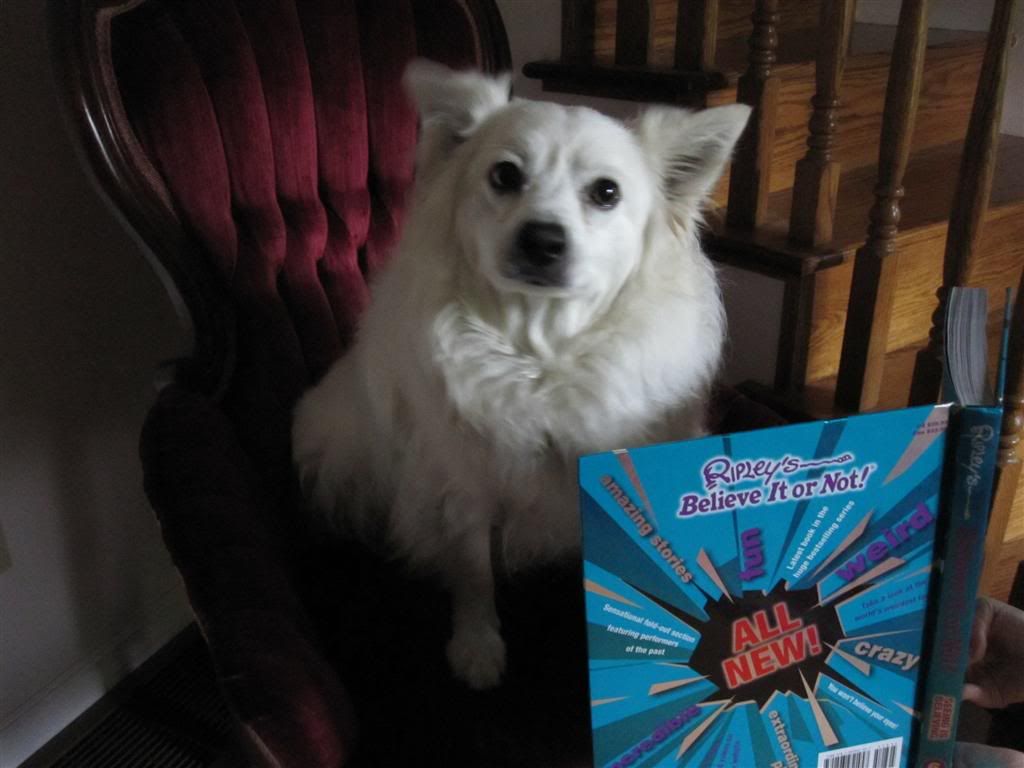 Tiko reading After all that pretending to read, Tiko awaits a liver treat for his hard work. Being an actor sure isnt easy!