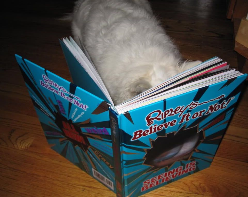 Tiko reads Tiko looks like hes immersed in the new Ripleys book. But looks can be deceiving! We all know dogs cant read although maybe theres a nice, sausage picture that has captivated Tiko!
