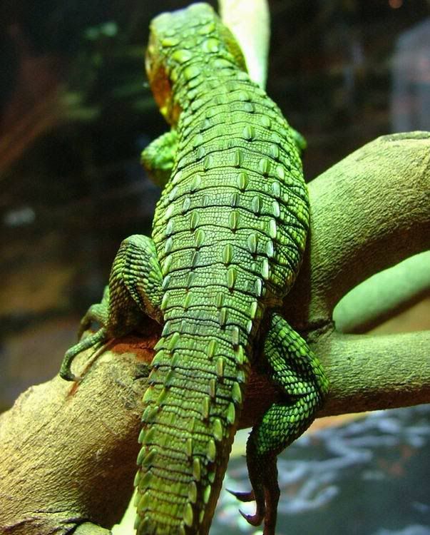 dracaena paraguayensis  (paraguay caiman lizard)