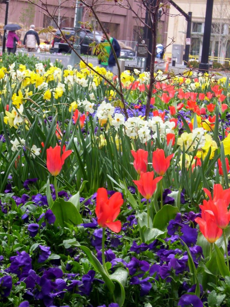 spring flowers,salt lake city,utah,temple square