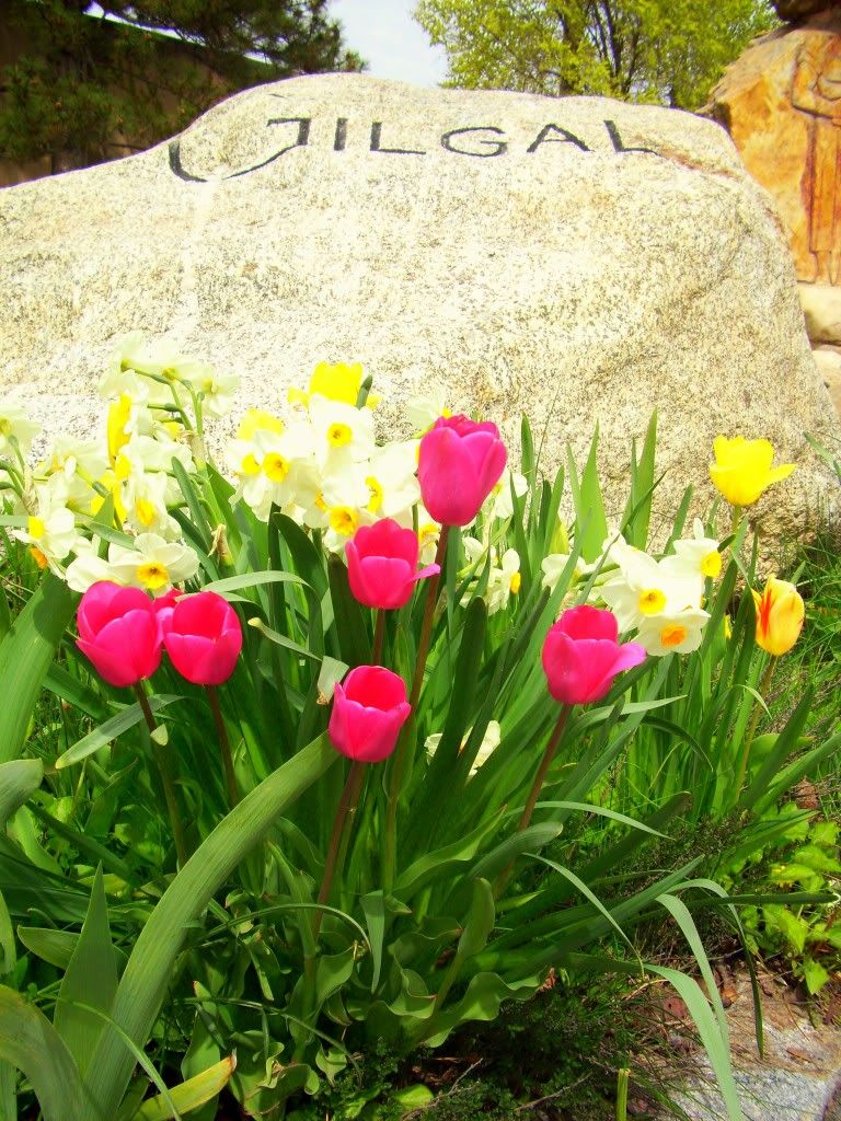 pink and yellow spring flowers in front of rock that says Gilgal, at the entrance to Gilgal Sculpture Garden