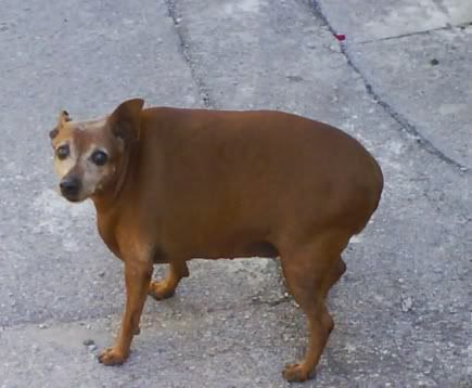 Photo Sharing and Video Hosting at Photobucket