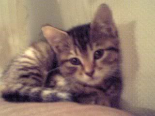 cats010.jpg