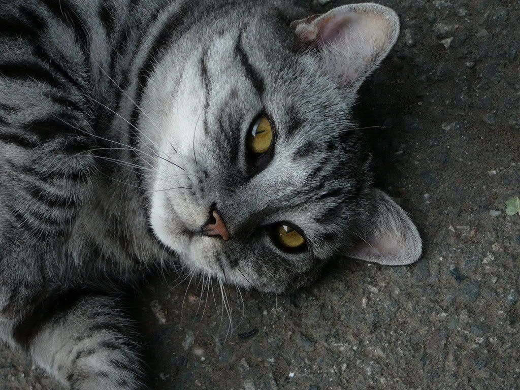 animals_666.jpg