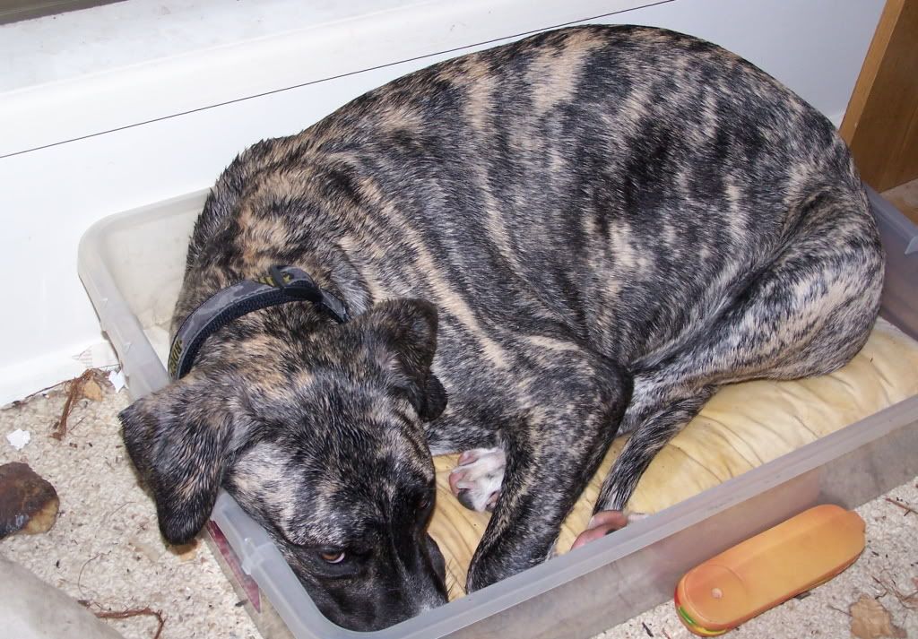 How Much Space Do Great Danes Need at Lea Hodge blog