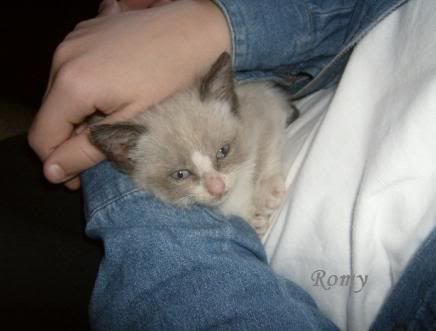 Photo Sharing and Video Hosting at Photobucket