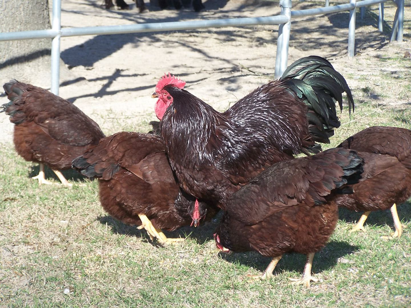 How do I select the right RIR rooster for my flock? BackYard Chickens