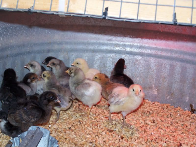 Are wood stove pellets safe ? BackYard Chickens Learn How to Raise