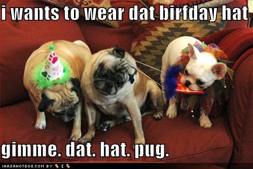 funny birthday dog pictures. funny-dog-pictures-irthday-