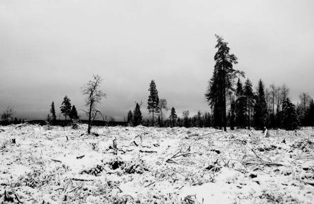 bwlapland07-1.jpg