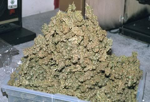 Pounds Of Weed Pictures, Pounds Of Weed Pictures,