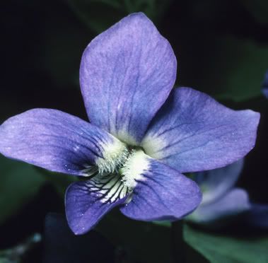 violet Pictures, Images and Photos