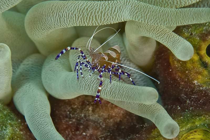 Anemone-Shrimp.jpg