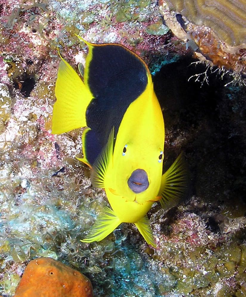 CANARYFACE.jpg