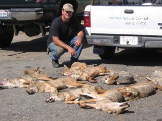 california, Florida, St Louis bobcat, fox,coyote