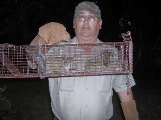 Robb Russel Squirrel Removal-Two caged Squirrels