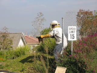 bee service, remove bees, killer bees, bee control, africanized bees