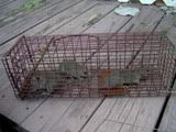 three rats in a cage trap