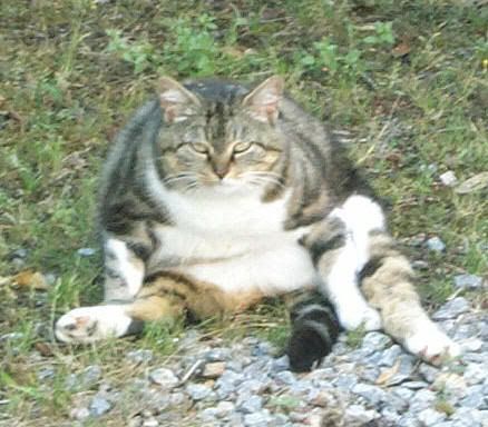 Buddha_cat_by_Manwe_Varda.jpg